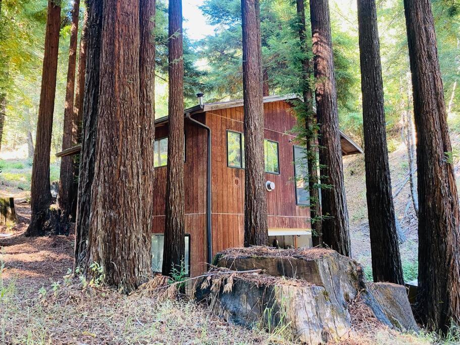 Appartement Little House In The Redwoods With A Hot Tub! à Garberville Extérieur photo